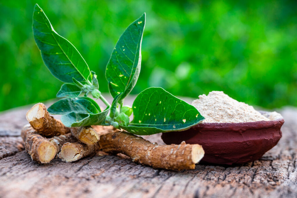 Focus ed energia durante l'estate Withania Focus ed energia durante l'estate Withania