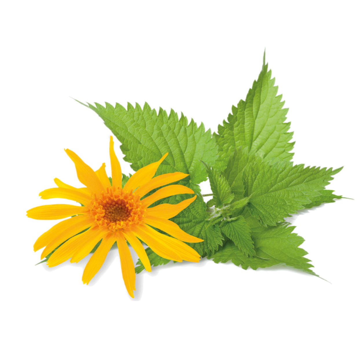 Arnica Montana