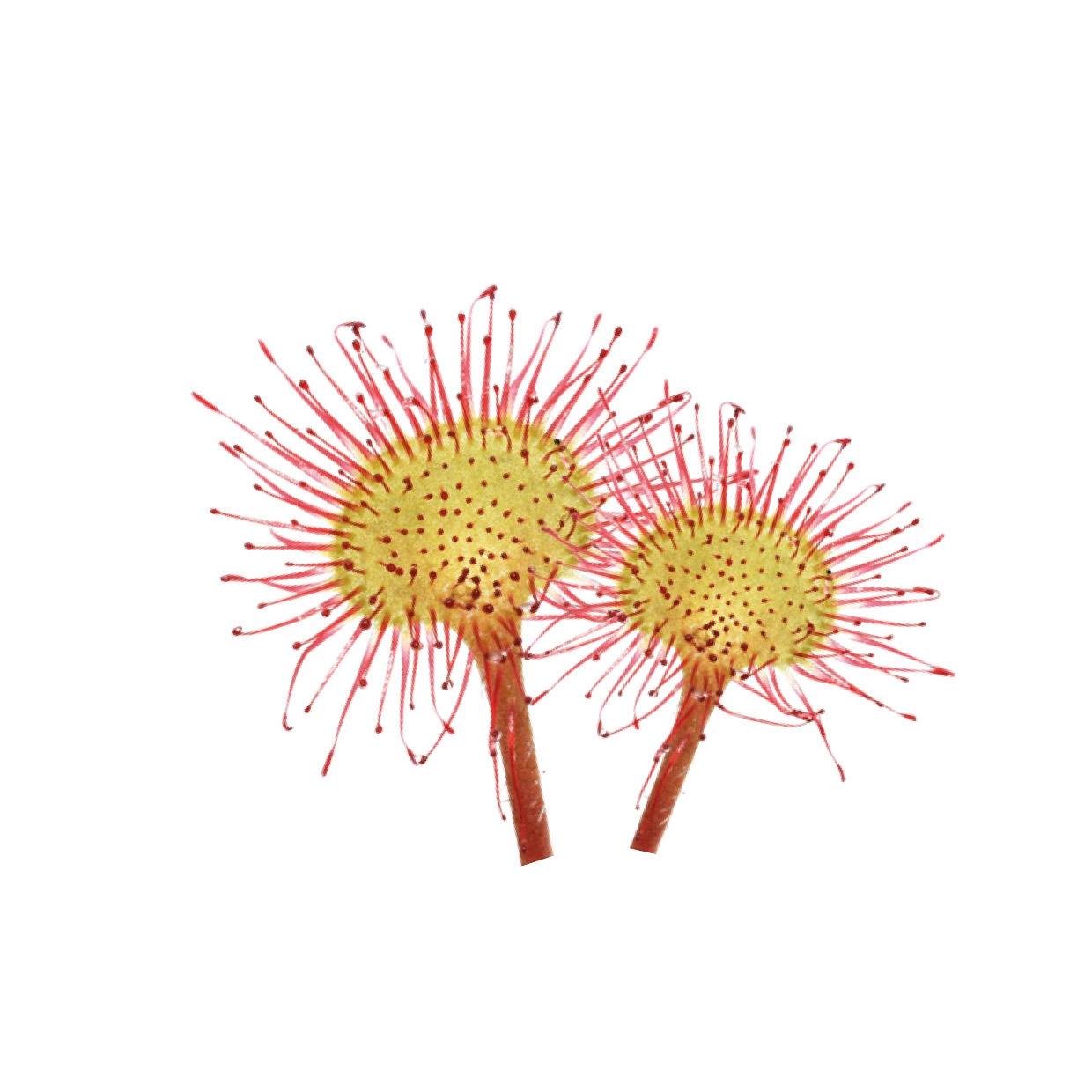 Drosera