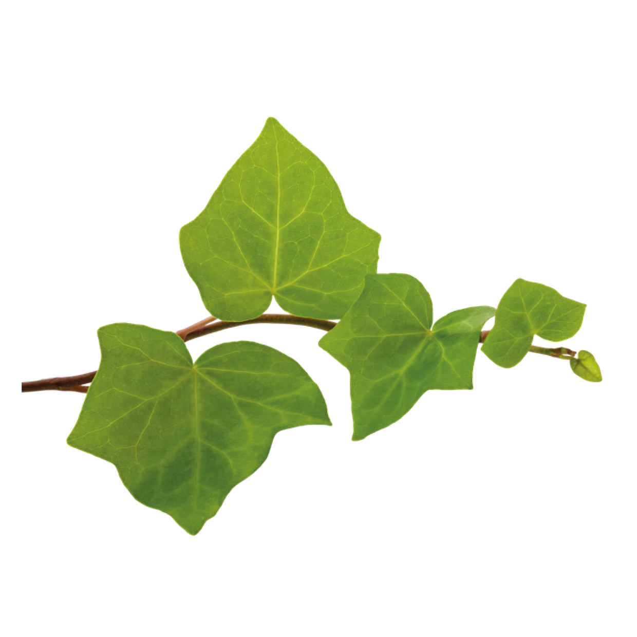 Edera