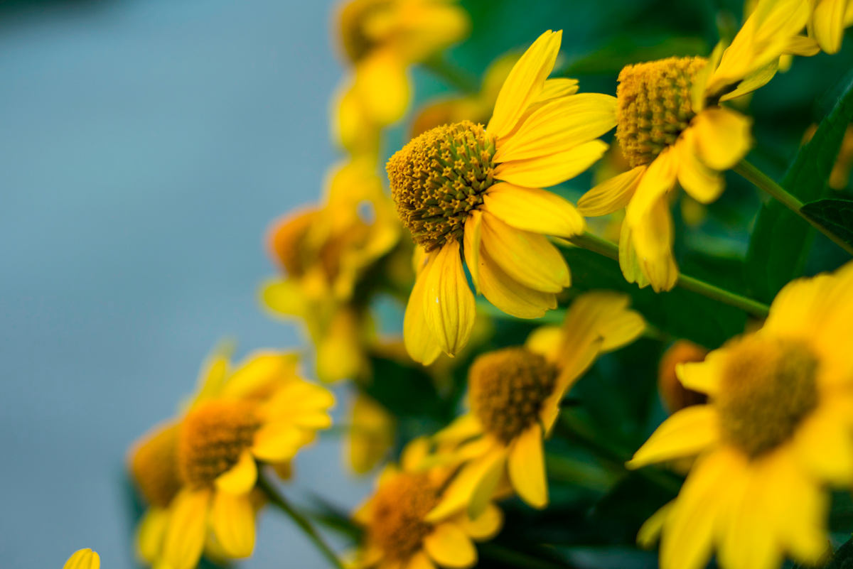 I benefici dell'arnica