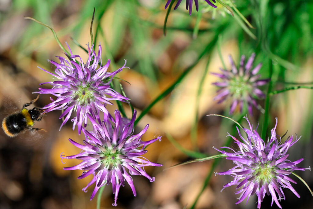 Artiglio del diavolo