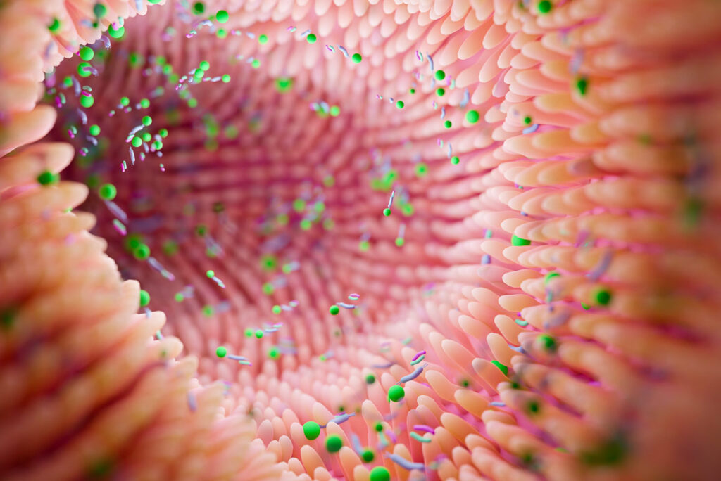 Il ruolo del microbiota intestinale nella gestione del peso corporeo