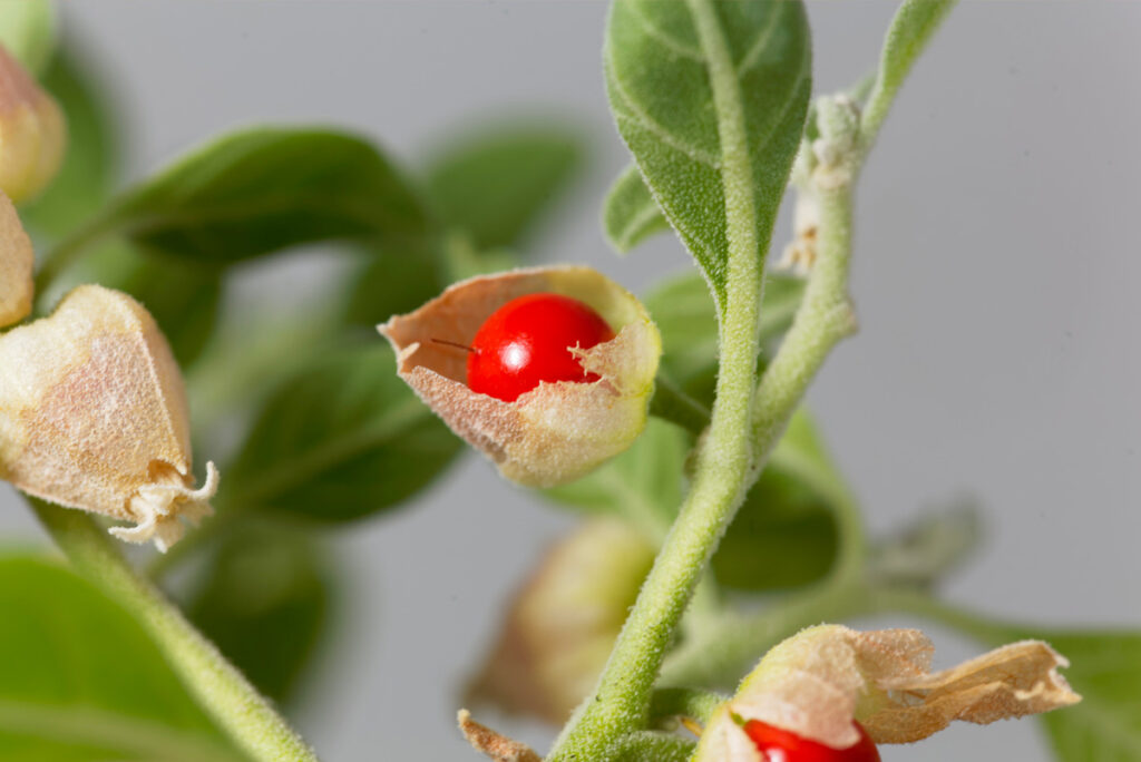 Ashwagandha: le mille proprietà di una pianta antica