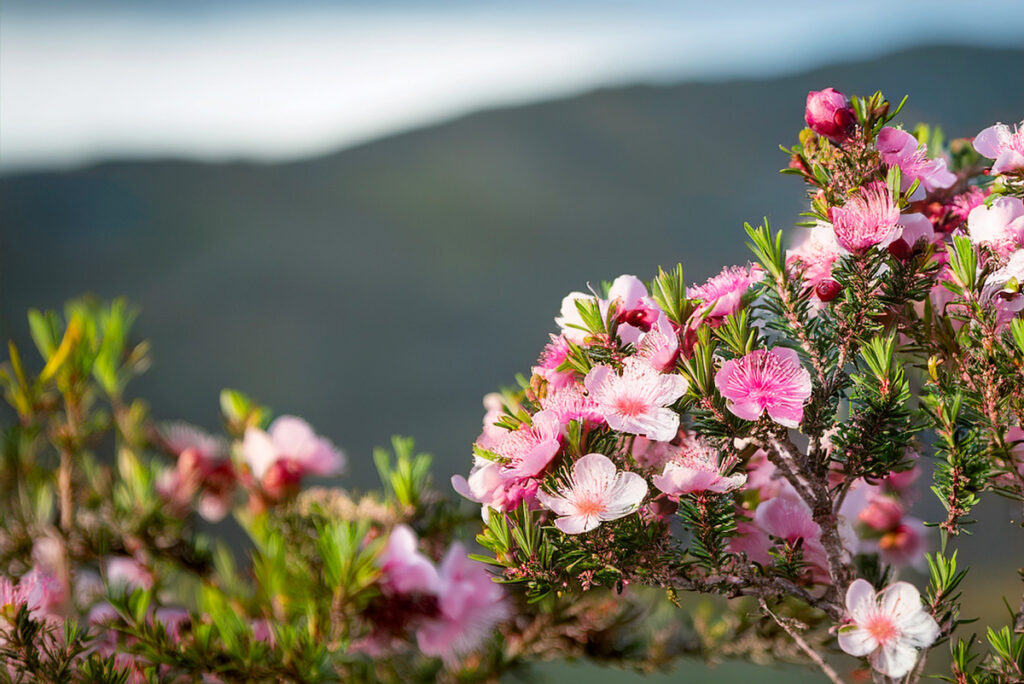 Leptospermum scoparium miele di manuka