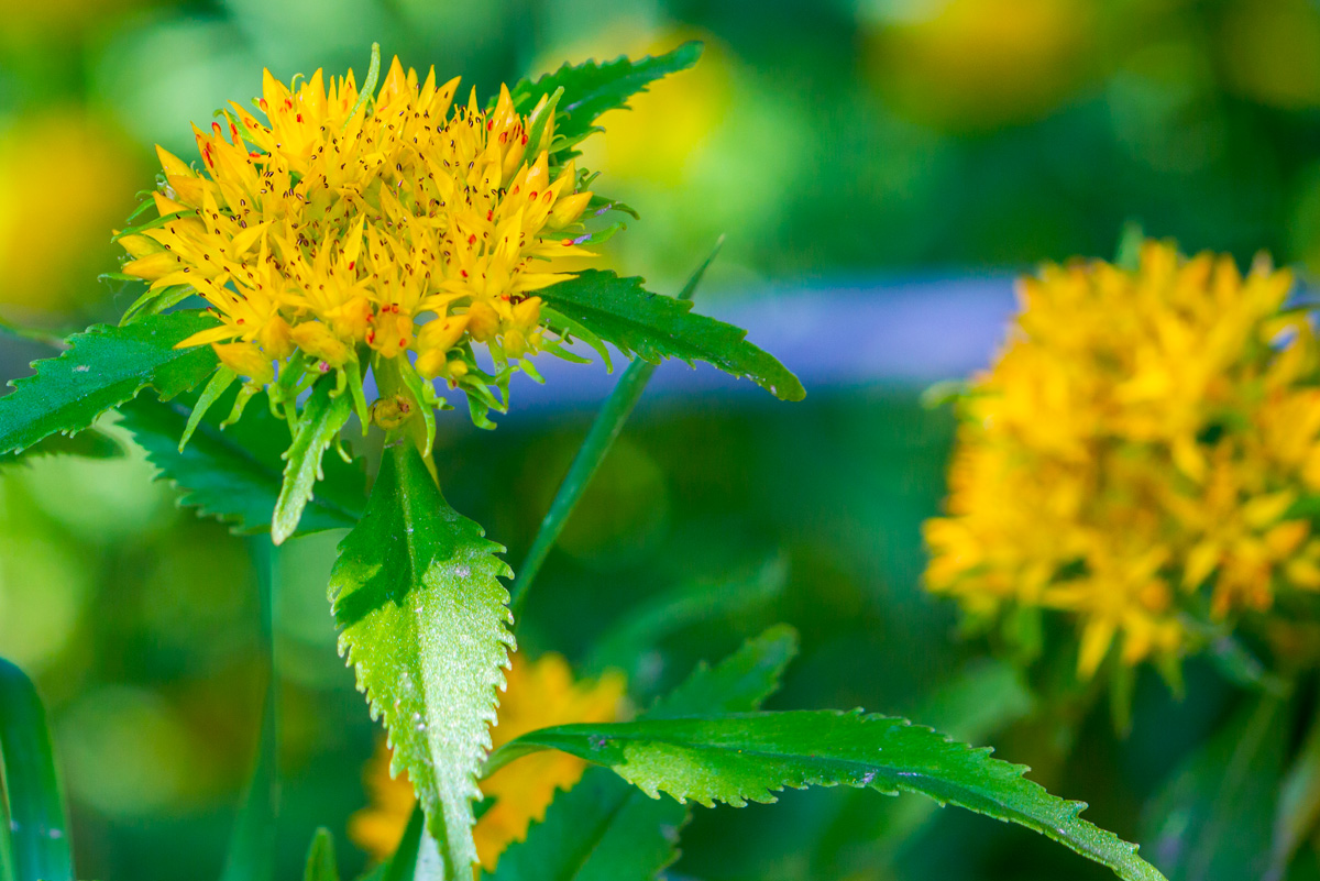 Rhodiola Rosea: l'"Oro del Nord" tra tradizione e ricerca